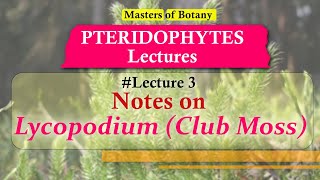 Lecture 3  Lycopodium Club Moss Life Cycle  Pteridophyta Lecture Notes [upl. by Evyn]