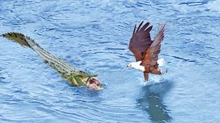 Eagle Steals from Crocodile Croc Steals it Back [upl. by Gottfried]