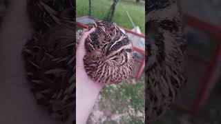 Beautiful Coturnix Quail Hen birds quail farming [upl. by Yokum]