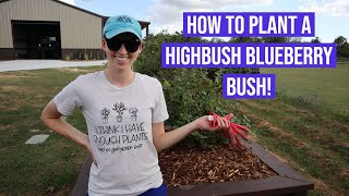 How To Plant a Highbush Blueberry Bush [upl. by Orpheus161]