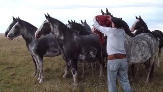 INCREIBLE TROPILLA ENTABLADA DE 10 CABALLOS  VENDIDA  WWWLOSEQUINOSCOM [upl. by Eslek]