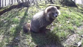 Wissen Marderhund  Enok Raccoon dog  Neozoen  Allesfresser  Tiere  Natur  Säugetier [upl. by Eusadnilem855]