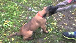 Judo chiot malinois mâle 25 mois [upl. by Avin]