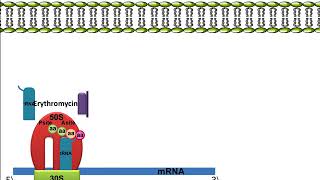 Erythromycin Mechanism of Action [upl. by Gawen]