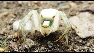 Into The Wild Finding Misumena vatia [upl. by Rdnaskela]