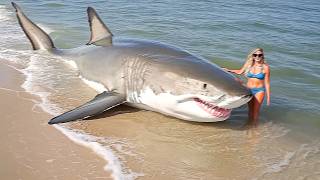 Woman Touches Great White Shark Washed Up in Florida Then This Happens [upl. by Aicinod]