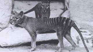 The thylacine Tasmanian tiger Tasmanian wolfogv [upl. by Ydderf]