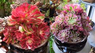 Growing Beautiful Aeonium Pink Witch  Soil Cuttings amp Potting  Growing Succulents with LizK [upl. by Eisen]