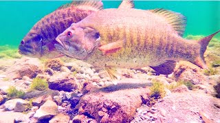 BIG Spawning Smallmouth Bass have a BIG problem Underwater Footage [upl. by Etnomaj]