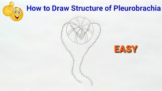 how to draw structure of pleurobrachia  how to draw pleurobrachia diagram  pleurobrachia [upl. by Darell]