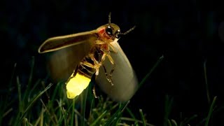 6 Facts About FirefliesLightening Bugs [upl. by Filipe892]