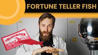 FORTUNE TELLER FISH  the physics behind it  Adam Blahak [upl. by Nomae168]