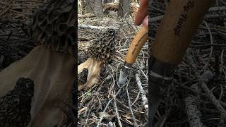 Morel Mushroom Morchella Harvesting ASMR w Opinel No 08 Mushroom Knife [upl. by Leonie]