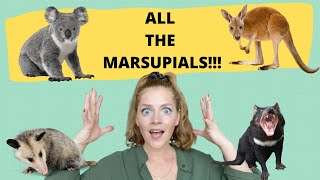 All About Marsupials  Kangaroos Koalas Opossums and other animals with pouches [upl. by Ettevol]