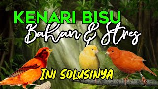 AUDIO MASTER TERAPI KENARI STRES BAHAN DAN MACET BUNYI PANCINGAN KENARI TERBAIK [upl. by Mylo]