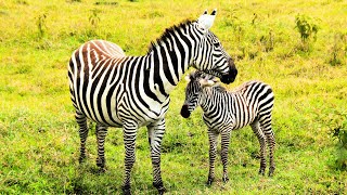 Zebra Babies  10 Stripey Facts [upl. by Dorise383]