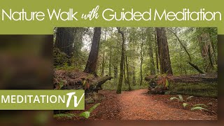 Walking Meditation In The Redwoods Forest [upl. by Cecilia]