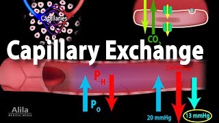 Capillary Exchange and Edema Animation [upl. by Aimej]