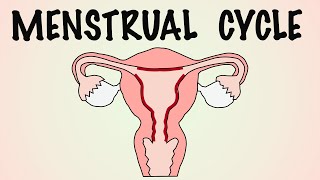 PHASES OF MENSTRUAL CYCLE MENSTRUAL CYCLE EXPLAINED [upl. by Landy]