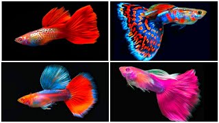 Top 10 Most EXPENSIVE Guppy Ever 🤑🤑Part5Beautiful Guppy EverydayGuppy ChannelFISH KEEPING TIPS [upl. by Anoblav]