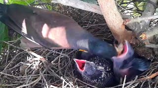 Common myna Birds bring food for babies to eatbirds [upl. by Seldun]