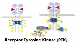 Receptor Tyrosine Kinases  Structure amp Functions in Signal Transduction  Simply Explained [upl. by Aiela865]