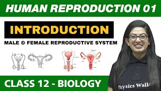 Human Reproduction 01  Introduction Male amp Female Reproductive System  Class 12 NCERT [upl. by Nirehs]