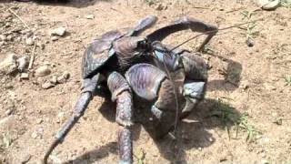 八重山のヤシガニ Coconut Crab [upl. by Dhiren]