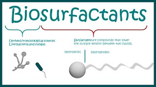 Biosurfactants and their use in human welfare [upl. by Ahseiym595]