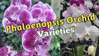 Phalaenopsis Orchid Varieties Species Tropical Garden Tour [upl. by Delmor]