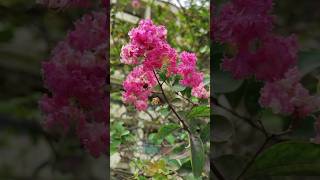 ফুরুস ফুলPink Lagerstroemia indicaCrepe myrtleFlowersNatureShort [upl. by Etnoj]