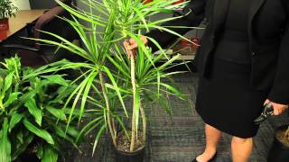 Pruning Marginata Plants  Gardening amp Plant Care [upl. by Eiclek928]