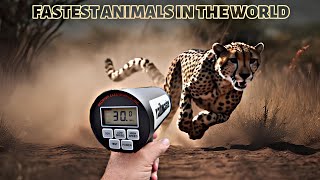 These Are 10 Fastest Animals On This Planet 2024 [upl. by Mariska]