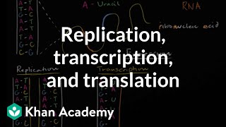 DNA replication and RNA transcription and translation  Khan Academy [upl. by Delphine]