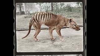 Tasmanian Tiger in Colour [upl. by Rexanna]