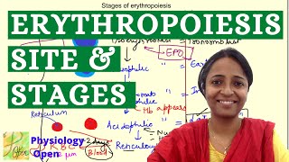 Sites and stages of erythropoiesis  Blood Physiology  Hematology  MBBS 1st year lecture [upl. by Anan]