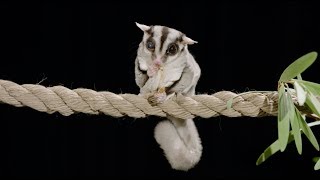 Spotlight on Sugar Gliders [upl. by Otsuaf]