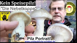 Die quotNebelkappequot im Pilzportrait  kein Speisepilz Vorsicht im Wald November 2023 [upl. by Aeli]