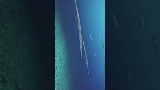 Needlefish Gang on the Prowl in Thailand underwater shorts [upl. by Corinne773]