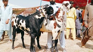 Bakra Mandi sahiwal ki update batel baredar Bakery 03124058010 Altaf goat farm [upl. by Wernher]