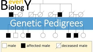 Genetic Pedigrees updated [upl. by Ely363]