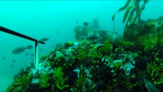 Spearfishing Yellowtail kingfish Cape Town South Africa [upl. by Haliek651]