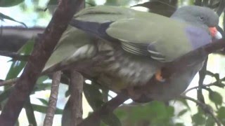 treron krasnonosy Treron calvus African GreenPigeon iJubantondo [upl. by Mohun726]