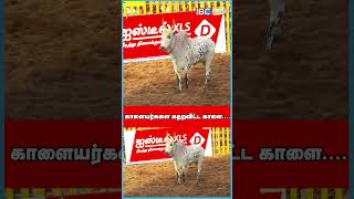 காளையர்களை கதறவிட்ட காளை  Palamedu Jallikattu 2023  IBC Tamil [upl. by Yelssew]