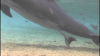 Incredible Dolphin Birth at Dolphin Quest Hawaii [upl. by Jerry454]