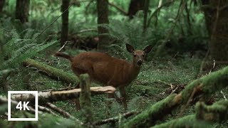 Windy Forest Sounds and River in Olympic National Forest  4k Binaural Sounds for Sleep [upl. by Nowujalo353]