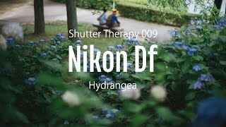 Nikon Df amp NIKKORSC AUTO 55mm F12  Japan Hydrangea Photography POV [upl. by Will723]