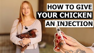 How to Give a Chicken an Injection  Intramuscular amp Subcutaneous [upl. by Ynehpets844]