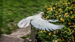 PIGEONS Голуби Натали и Георга Хайке в Германии [upl. by Matthias]