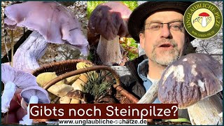 Steinpilze und bunte Pilz Vielfalt  Pilze suchen amp voller Pilz Korb im November 2023 [upl. by Sophey]